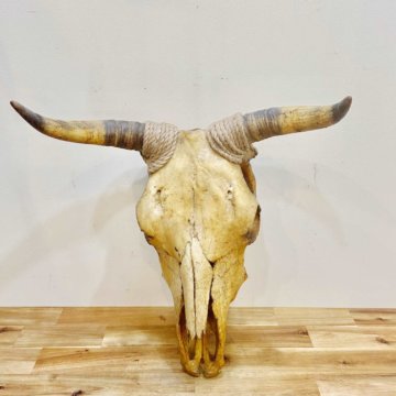 Cow skull【421】