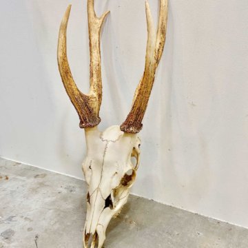 deer_skull【3111】
